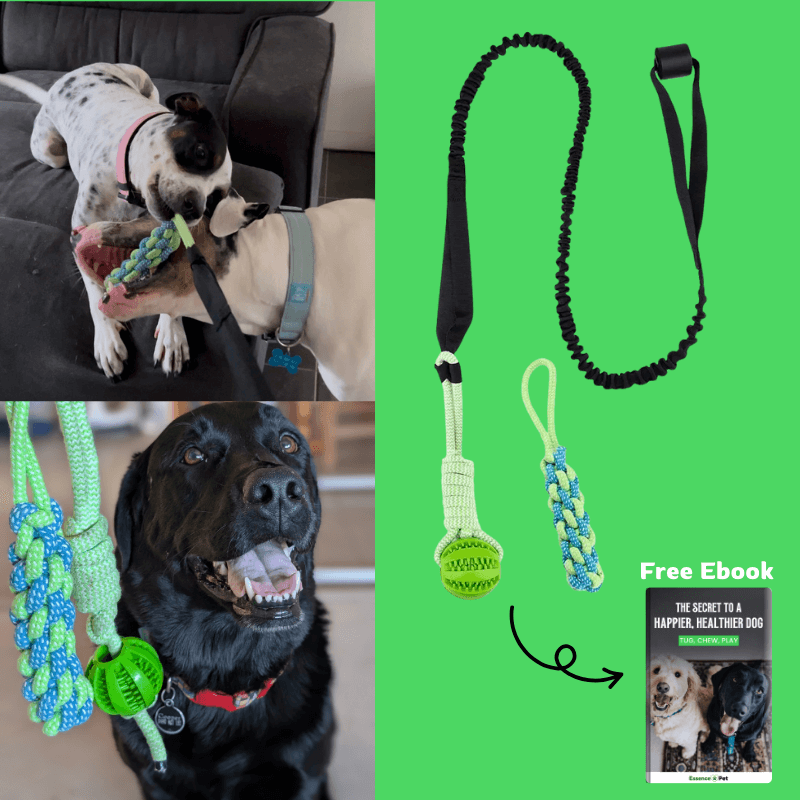 Selvoria™ | Bungee pull toy