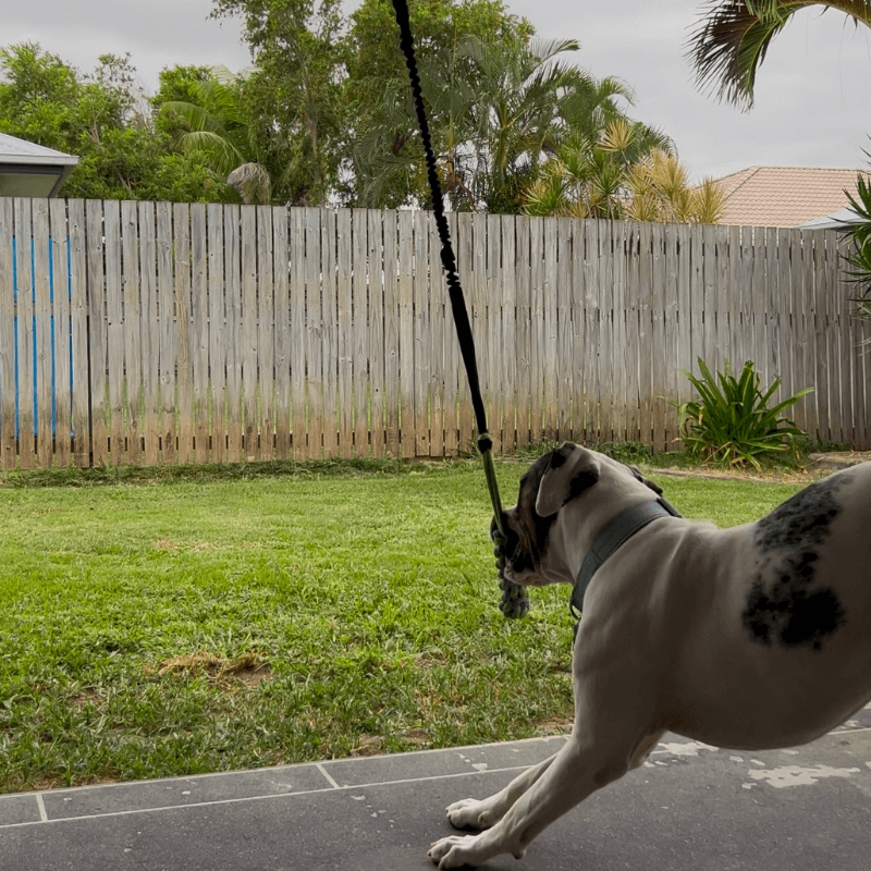 Selvoria™ | Bungee pull toy