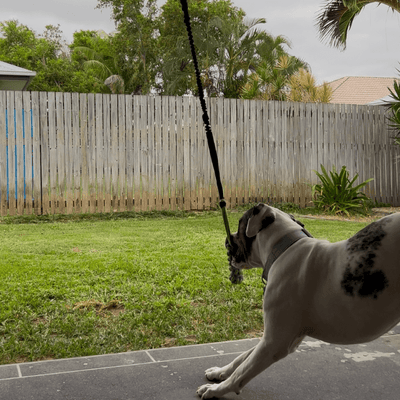 Selvoria™ | Bungee pull toy